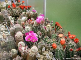 Echinocereen Ansicht 